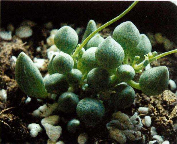 菊科多肉植物拾趣 (二)