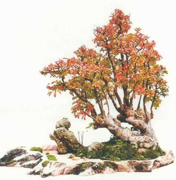 黄冈新航园艺盆景欣赏 图片