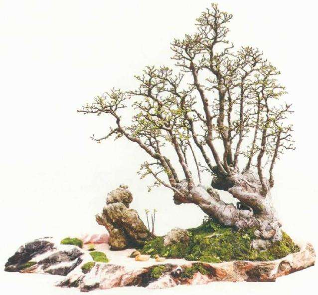 黄冈新航园艺盆景欣赏 图片