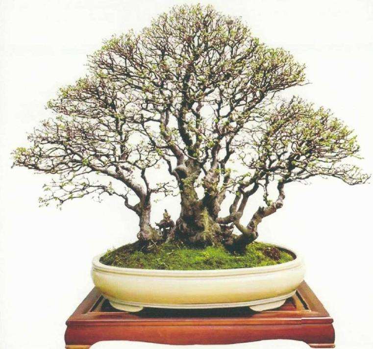 黄冈新航园艺盆景欣赏 图片