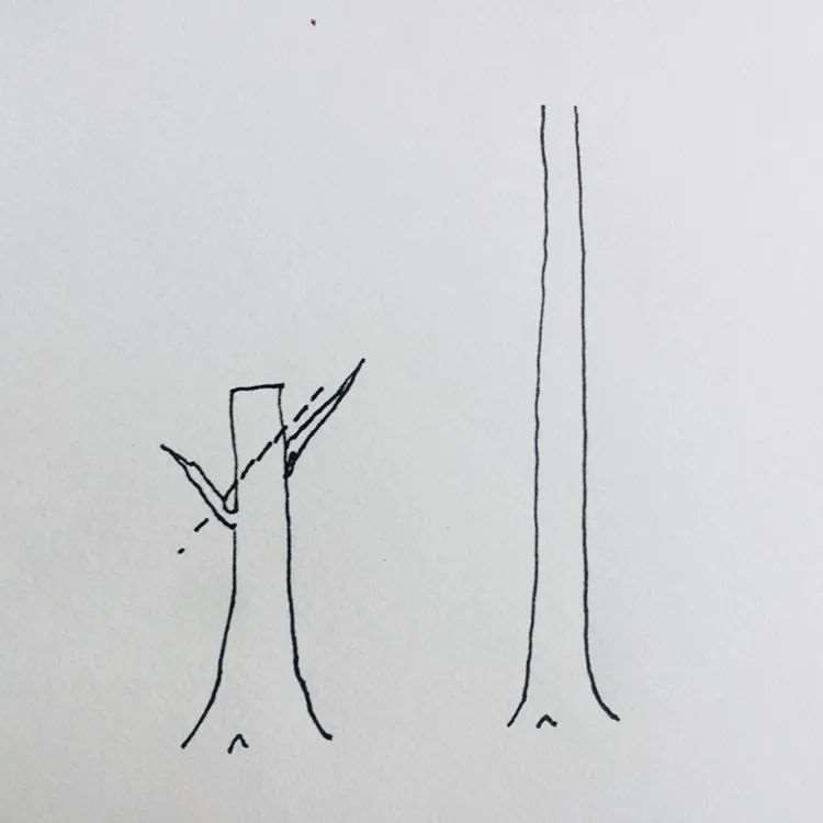 图解 盆景枝条根系为什么要舍的5个原因