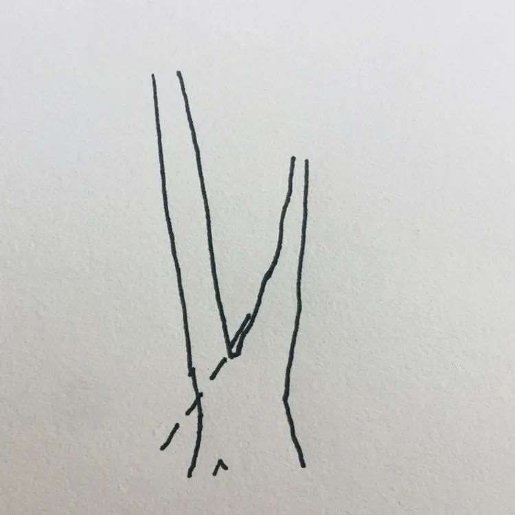 图解 盆景枝条根系为什么要舍的5个原因