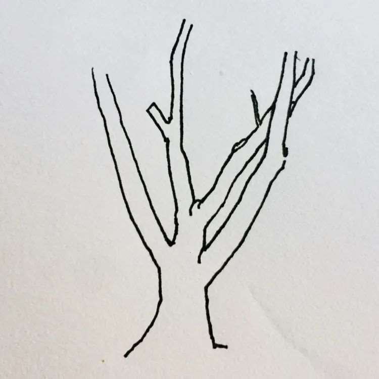 图解 盆景枝条根系为什么要舍的5个原因