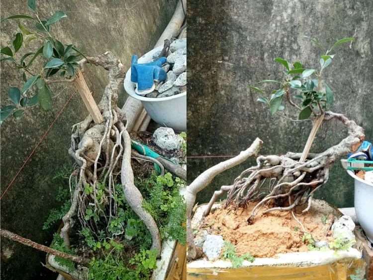 图解 盆景枝条根系为什么要舍的5个原因