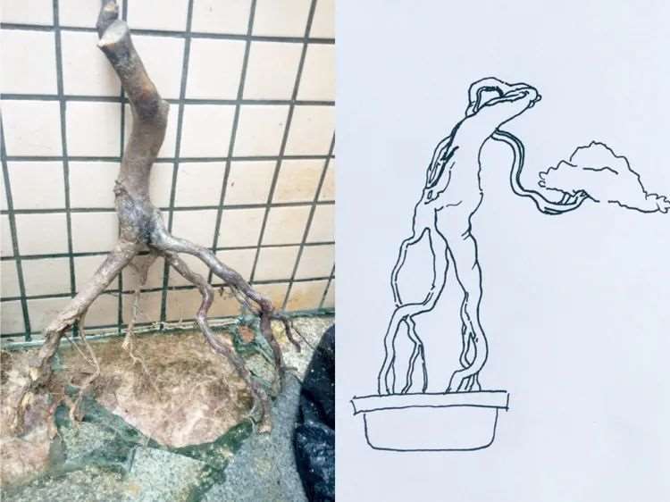 图解 盆景枝条根系为什么要舍的5个原因