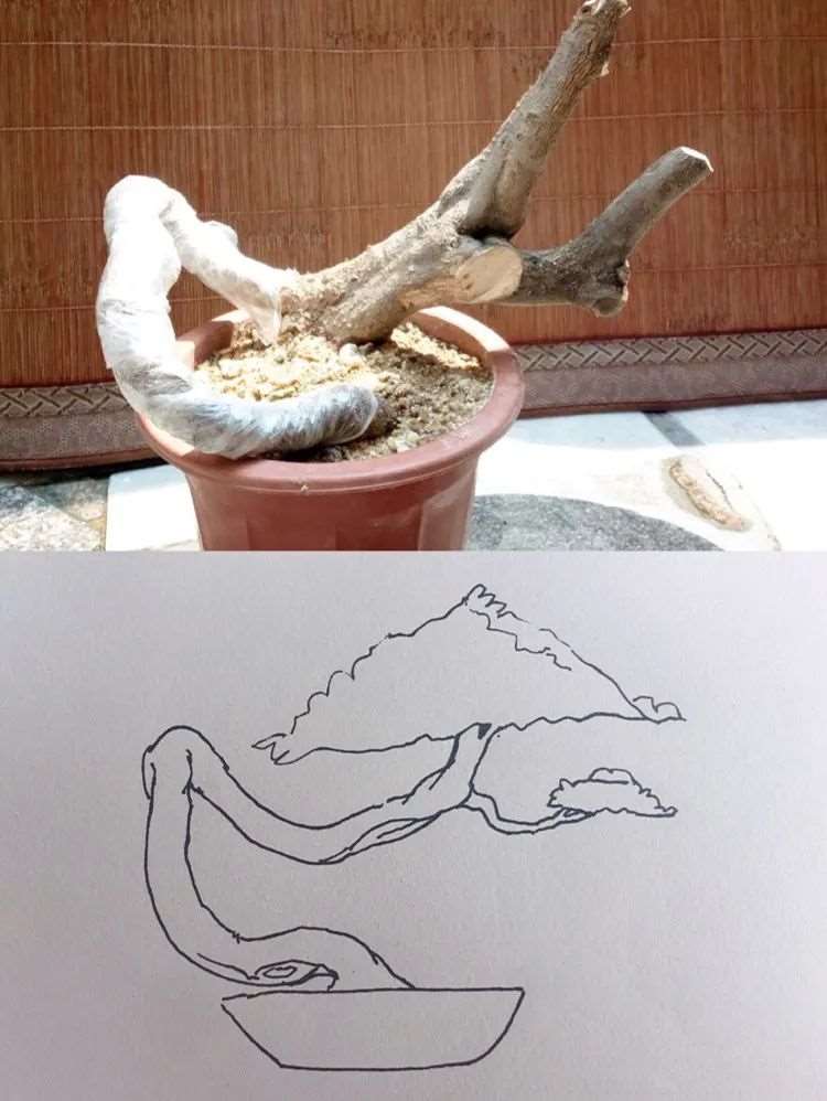 图解 盆景枝条根系为什么要舍的5个原因