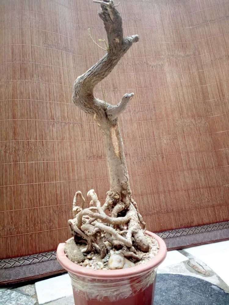 图解 盆景枝条根系为什么要舍的5个原因