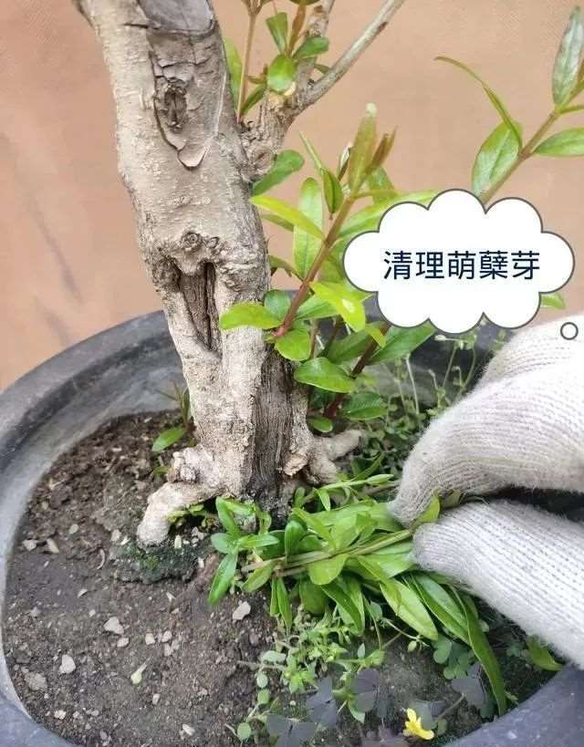 图解 石榴盆景怎么造型的6个方法