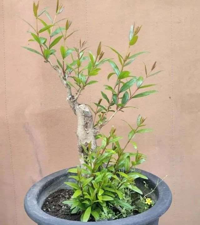 图解 石榴盆景怎么造型的6个方法