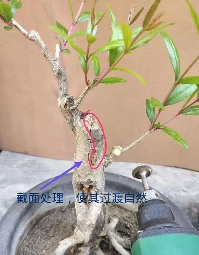 图解 石榴盆景怎么造型的6个方法