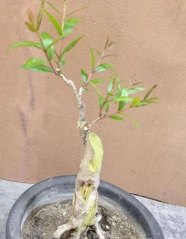 图解 石榴盆景怎么造型的6个方法