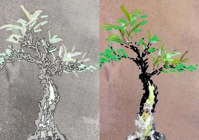 图解 石榴盆景怎么造型的6个方法