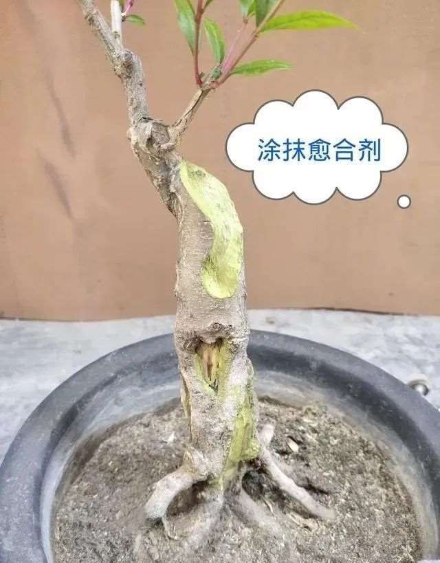 图解 石榴盆景怎么造型的6个方法