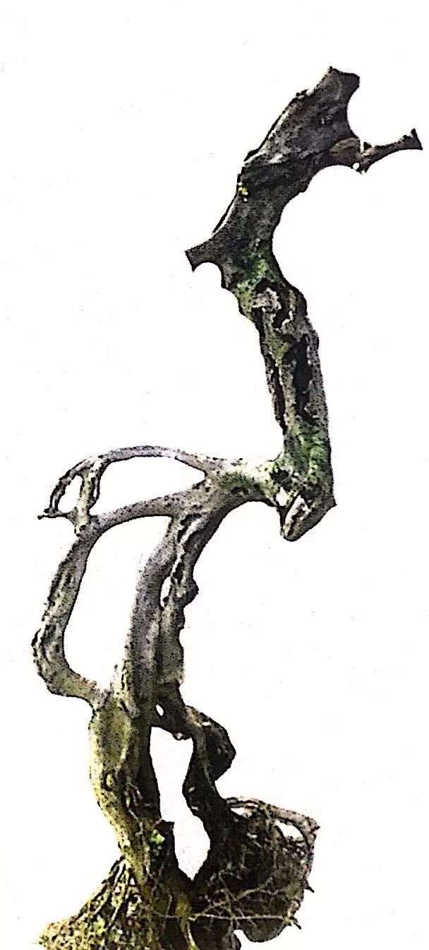 图解 榕树盆景怎么制作设计图的3个方法