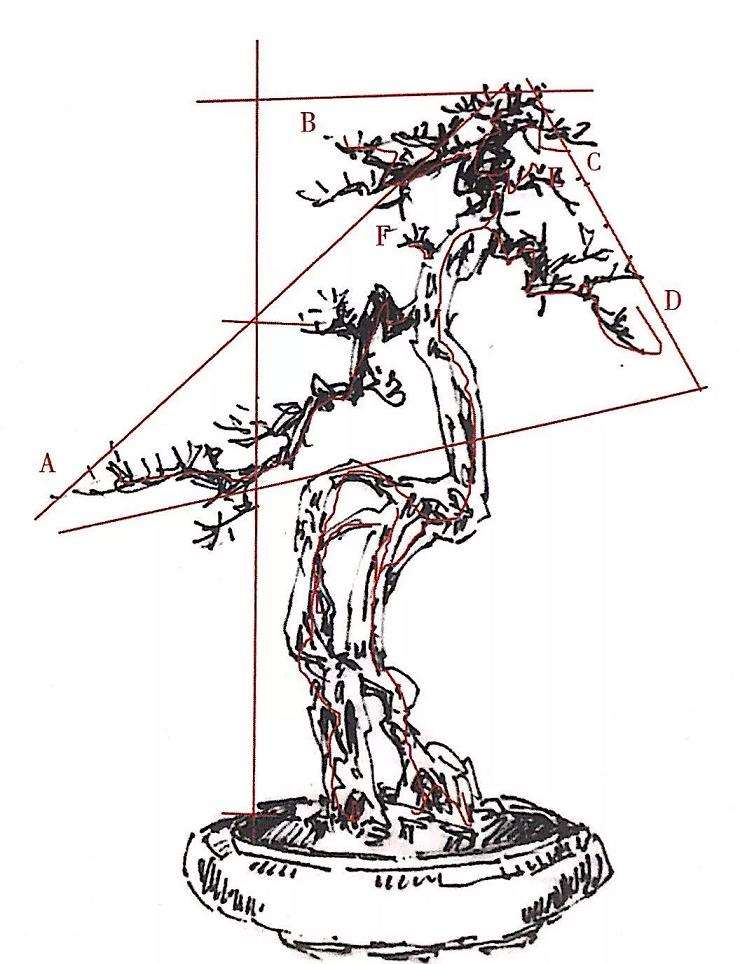 图解 榕树盆景怎么制作设计图的3个方法
