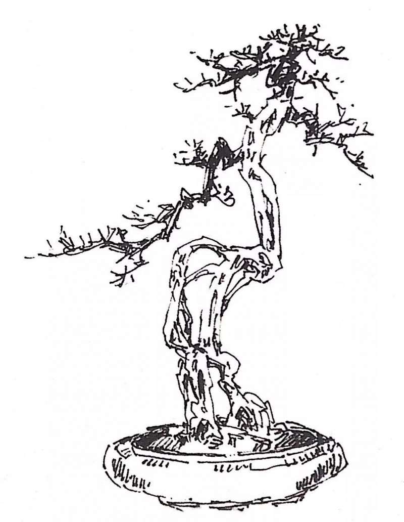 图解 榕树盆景怎么制作设计图的3个方法