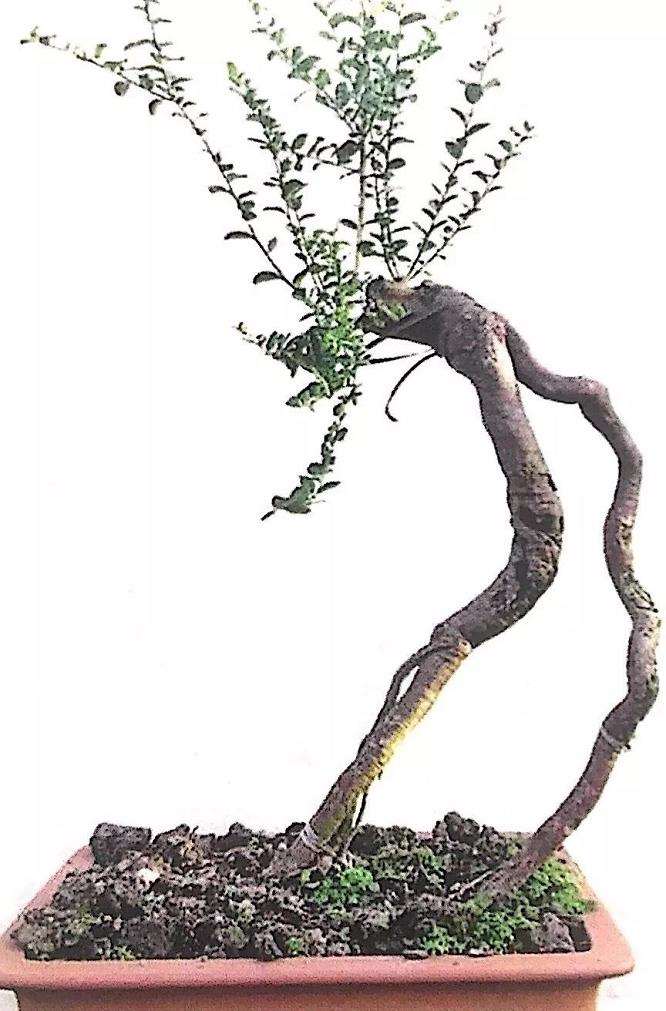 图解 山橘盆景怎么制作设计图的3个方法