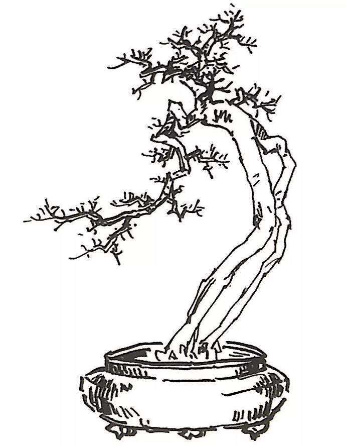 图解 山橘盆景怎么制作设计图的3个方法