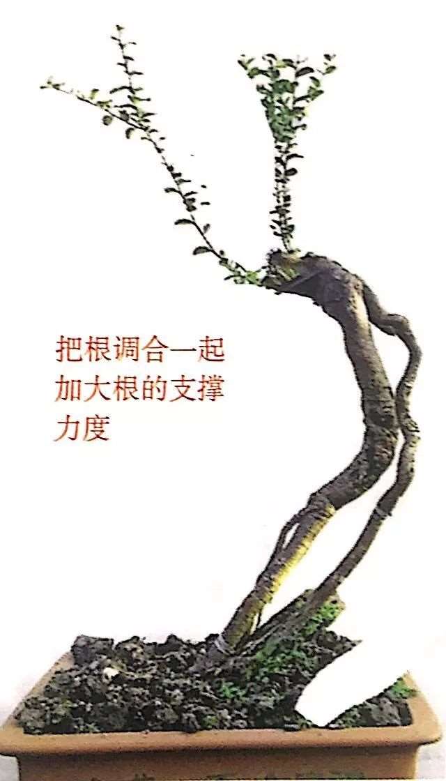 图解 山橘盆景怎么制作设计图的3个方法