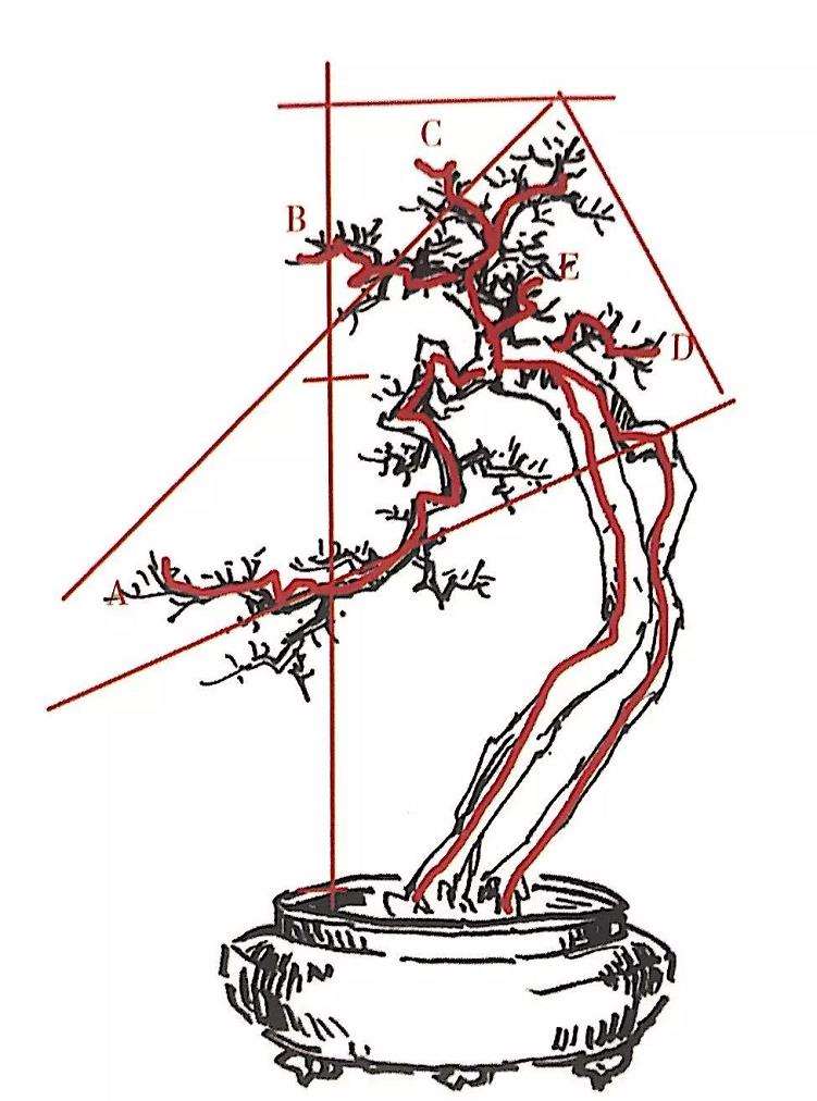 图解 山橘盆景怎么制作设计图的3个方法