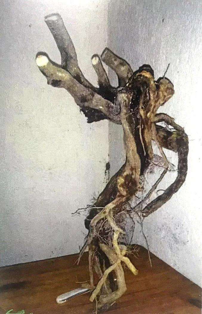 图解 博兰盆景怎么制作设计图的4个方法