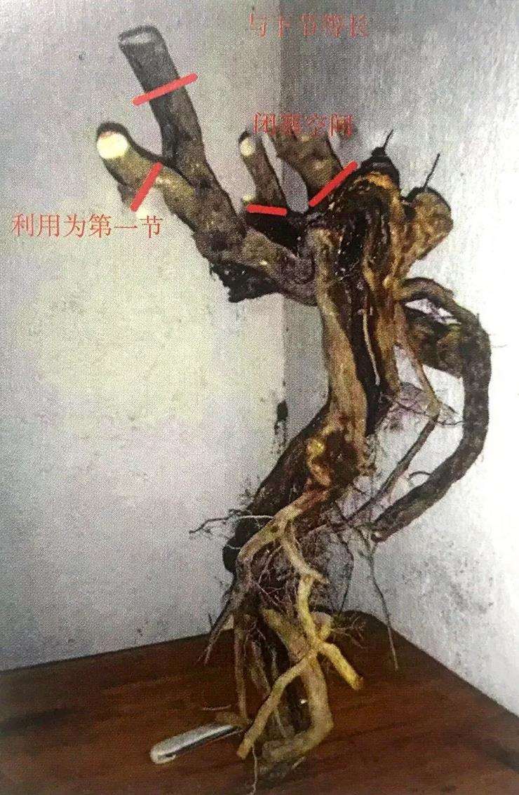 图解 博兰盆景怎么制作设计图的4个方法