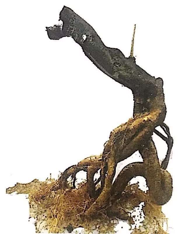 图解 山橘盆景怎么制作设计图的3个方法