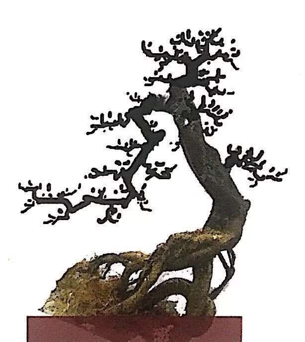 图解 山橘盆景怎么制作设计图的3个方法