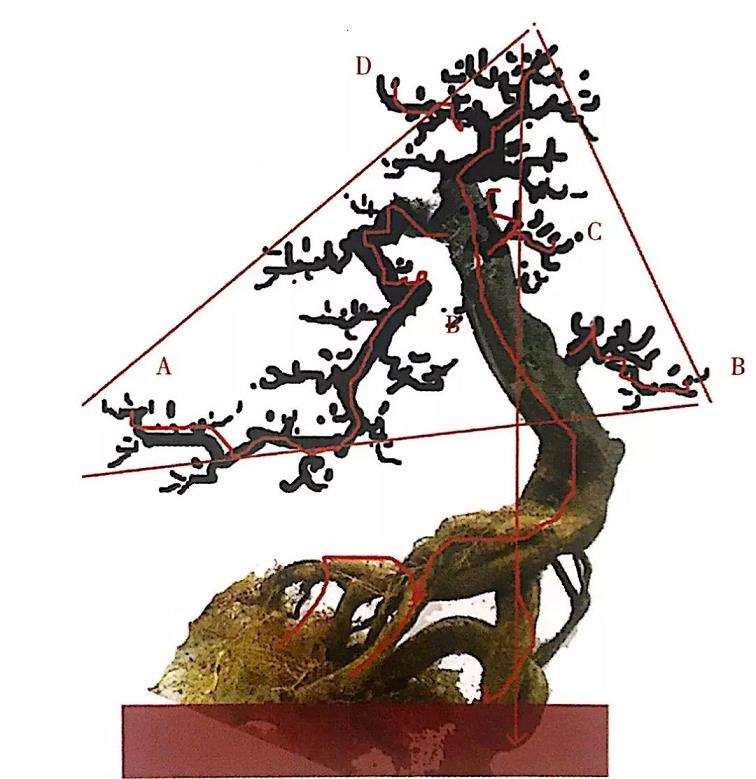 图解 山橘盆景怎么制作设计图的3个方法