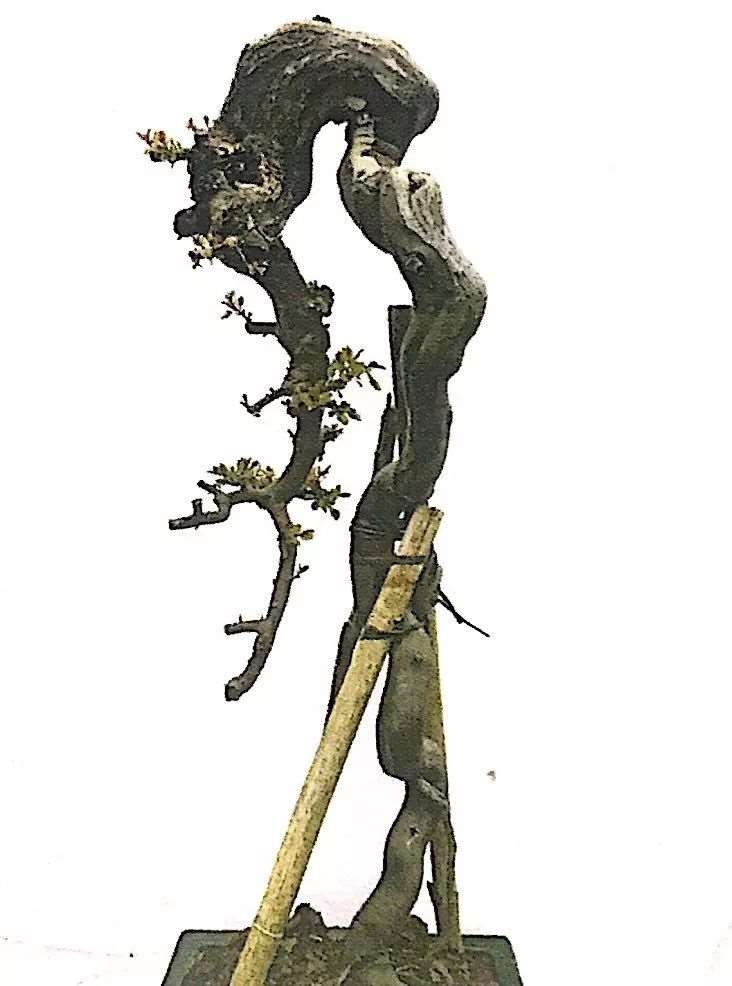 图解 雀梅盆景怎么制作设计图的3个方法