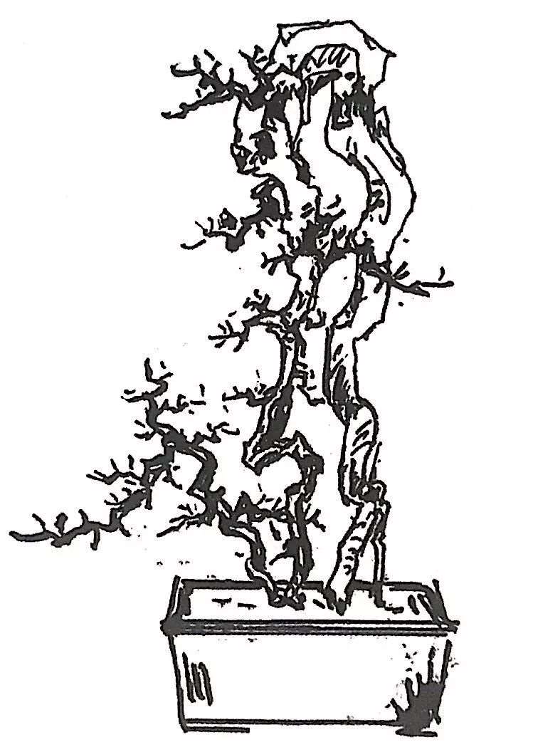 图解 雀梅盆景怎么制作设计图的3个方法