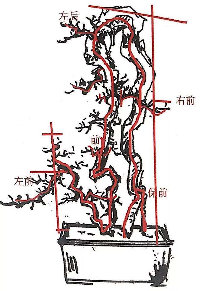 图解 雀梅盆景怎么制作设计图的3个方法