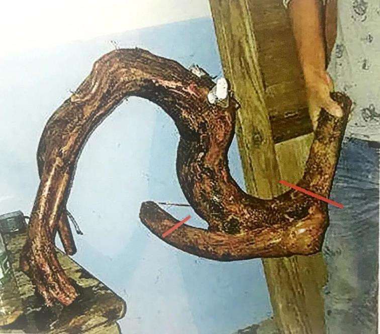 图解 罗汉松盆景怎么制作设计图的3个方法