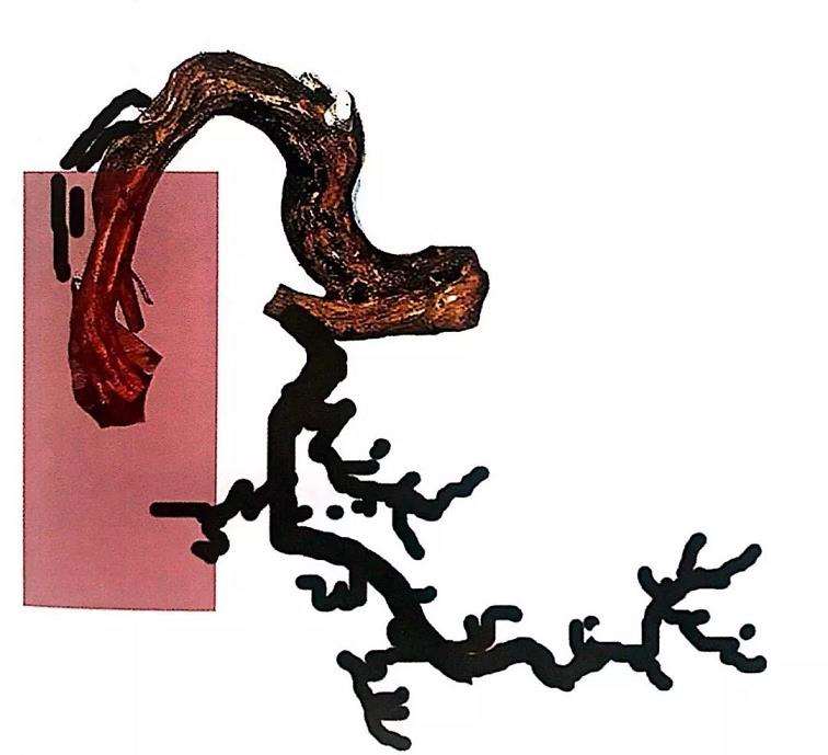 图解 罗汉松盆景怎么制作设计图的3个方法