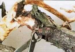 图解 盆景树冠怎么切除构思的7个步骤