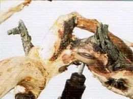 图解 盆景树冠怎么切除构思的7个步骤