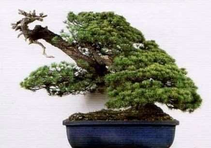 图解 盆景树冠怎么切除构思的7个步骤