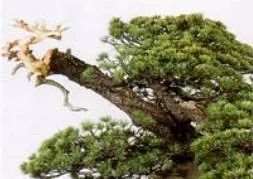 图解 盆景树冠怎么切除构思的7个步骤