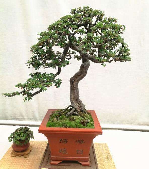 中国盆景年鉴系列图书盛大起航 图片