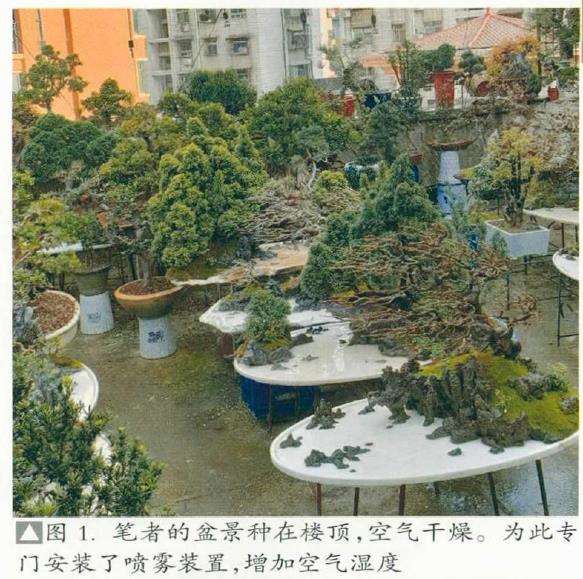 图解 山水盆景创作最应该注重什么