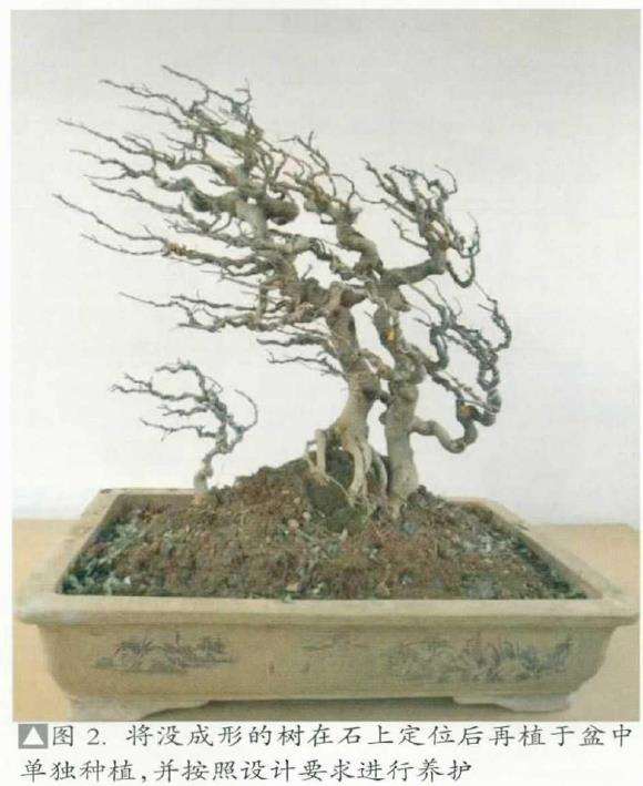 图解 山水盆景创作最应该注重什么