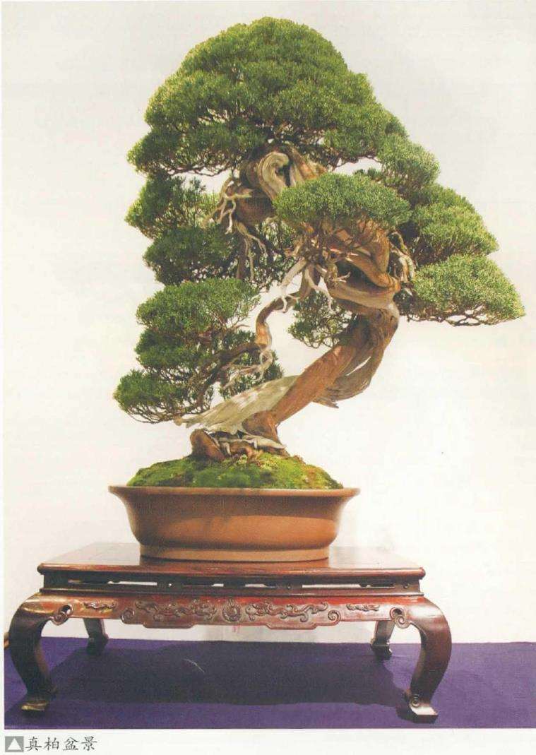 2022 第96回日本国风盆景展 图片