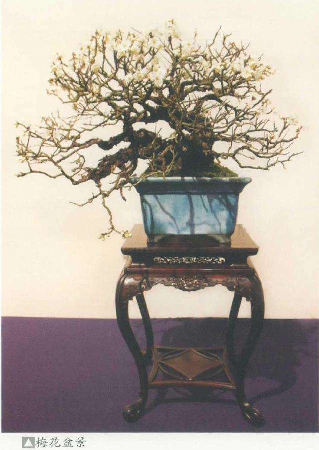 2022 第96回日本国风盆景展 图片