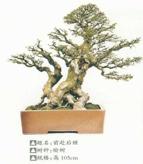 绍兴盆景艺术家