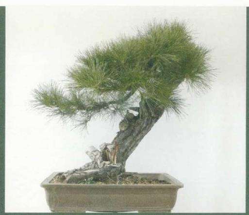 图解 黑松盆景《乘风破浪》怎么制作的17个步骤