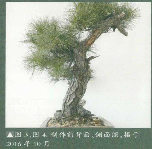 图解 黑松盆景《乘风破浪》怎么制作的17个步骤