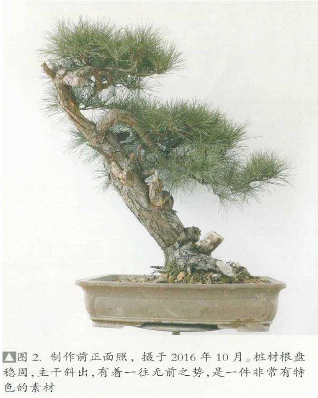 图解 黑松盆景《乘风破浪》怎么制作的17个步骤