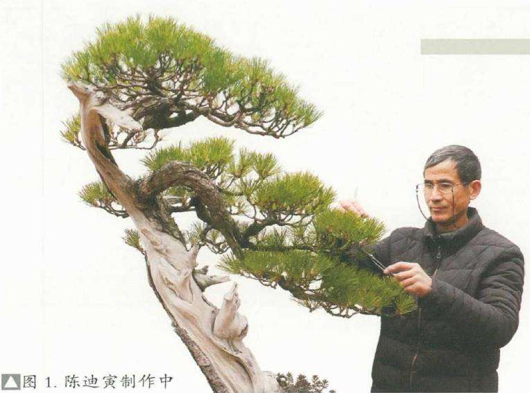 图解 黑松盆景《乘风破浪》怎么制作的17个步骤