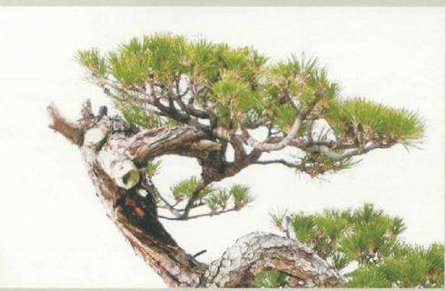 图解 黑松盆景《乘风破浪》怎么制作的17个步骤