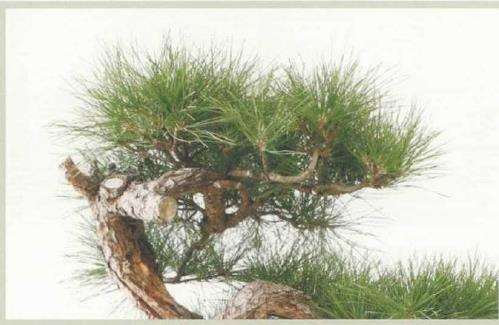 图解 黑松盆景《乘风破浪》怎么制作的17个步骤